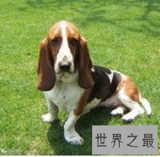 有违它呆萌可爱外表 极度凶猛猎犬巴吉度猎犬