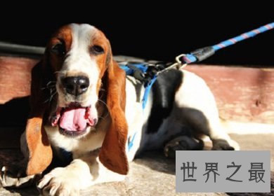 有违它呆萌可爱外表 极度凶猛猎犬巴吉度猎犬