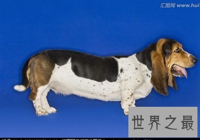 有违它呆萌可爱外表 极度凶猛猎犬巴吉度猎犬