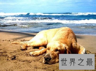 最友好，职能最多的犬类拉布拉多猎犬是什么样的