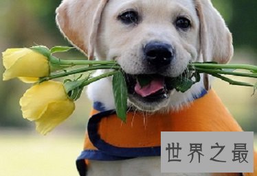 最友好，职能最多的犬类拉布拉多猎犬是什么样的