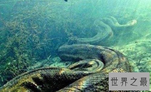 世界最大的蛇 这个长达五百米的大蛇吃掉600人