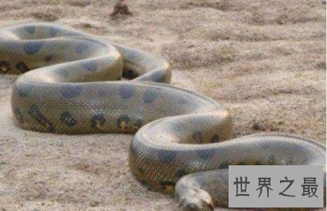 世界最大的蛇 这个长达五百米的大蛇吃掉600人