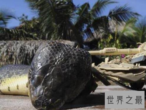 世界最大的蛇 这个长达五百米的大蛇吃掉600人