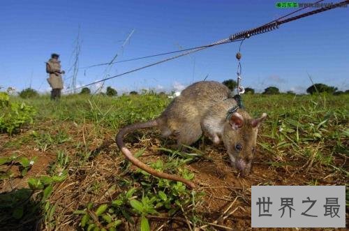 世界上最大的老鼠 身体很大确是“英雄”