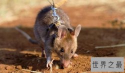 世界上最大的老鼠 身体很大确是“英雄”