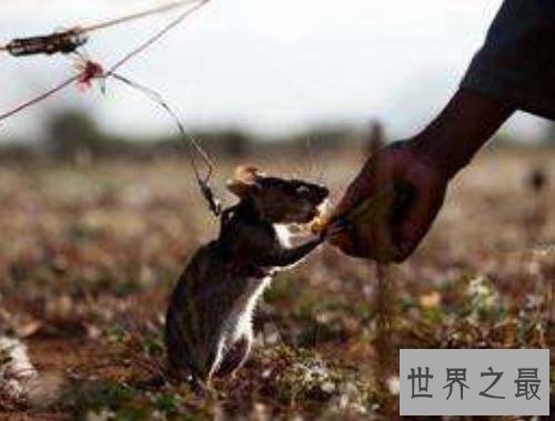 世界上最大的老鼠 身体很大确是“英雄”