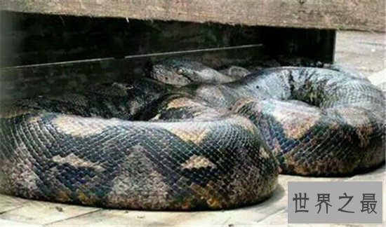 历史上最大的蛇竟让可以吞下这种动物！颠覆三观的物种！