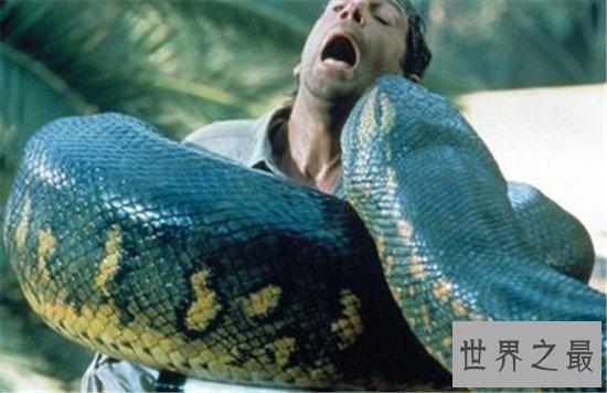 历史上最大的蛇竟让可以吞下这种动物！颠覆三观的物种！