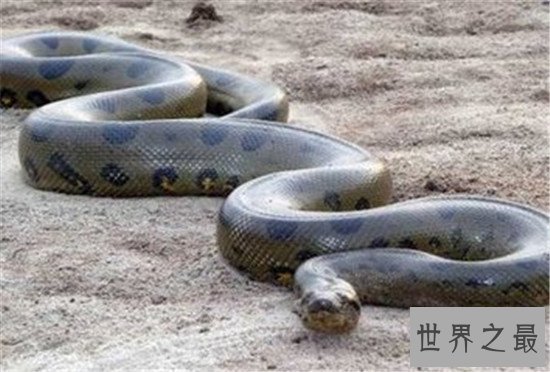 历史上最大的蛇竟让可以吞下这种动物！颠覆三观的物种！