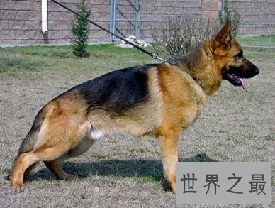 在全世界都赫赫有名的几个猎犬品种都是什么样的