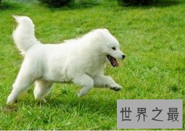 作为雪橇三傻之一的迷人天使的萨摩耶好养吗