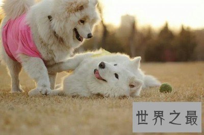 能吃苦耐劳，聪明高贵的可爱天使萨摩耶吃什么