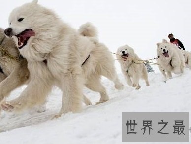 最聪明的，最美丽迷人的天使萨摩耶犬多少钱一只