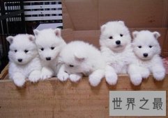 有着甜甜微笑的迷人天使萨摩耶幼犬是怎样的