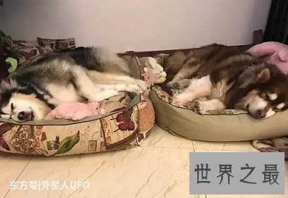 网络表情帝的哈士奇幼崽，小哈士奇是什么样的