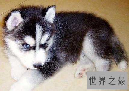 能成为人见人爱犬类品种的哈士奇幼犬是怎样的