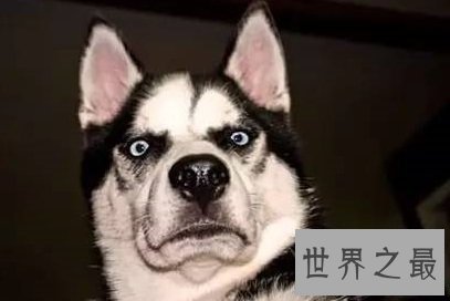 能成为人见人爱犬类品种的哈士奇幼犬是怎样的