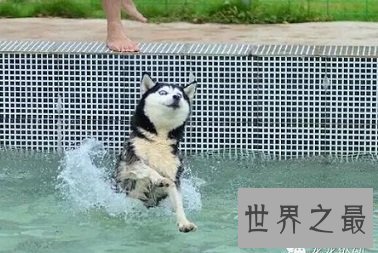 能成为人见人爱犬类品种的哈士奇幼犬是怎样的