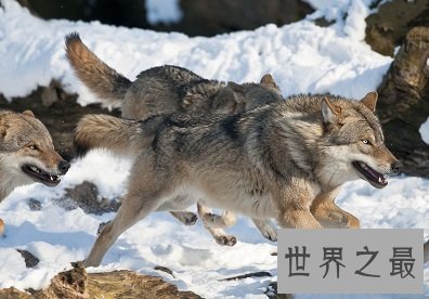 有着同样冷酷凶猛外表的哈士奇和狼有哪些异同点