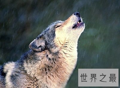 有着同样冷酷凶猛外表的哈士奇和狼有哪些异同点