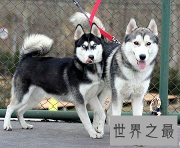 有着同样冷酷凶猛外表的哈士奇和狼有哪些异同点