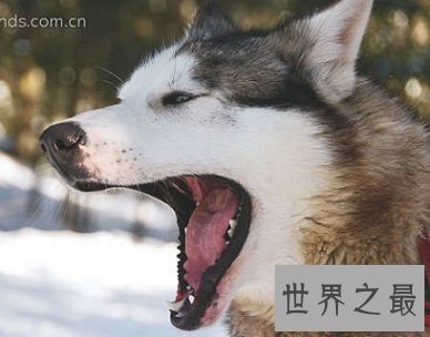 同为肌肉发达型犬，探讨阿拉斯加和哈士奇的区别