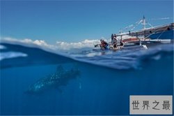 世界上最大的鱼究竟是什么鱼 传中的大鱼是否真的存在