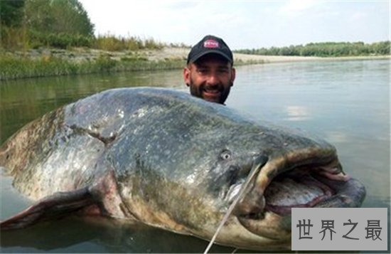 世界上最大的鱼究竟是什么鱼 传中的大鱼是否真的存在