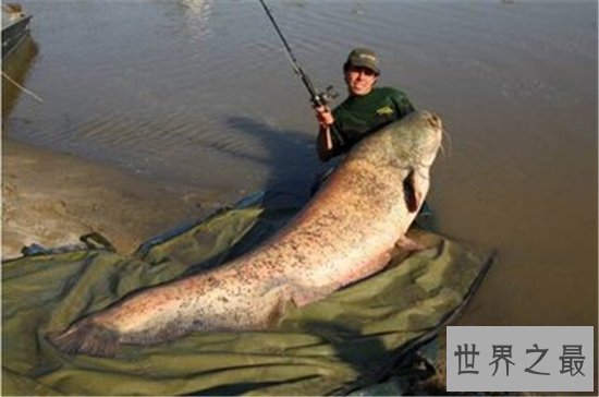 世界上最大的鱼究竟是什么鱼 传中的大鱼是否真的存在