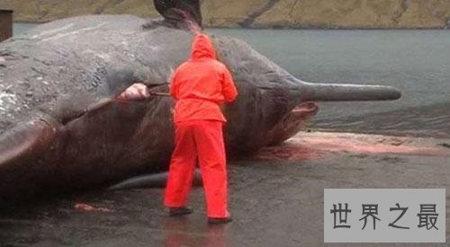 死后的鲸鱼爆炸威力如炸弹 遇见死亡腐烂的鲸鱼赶紧跑