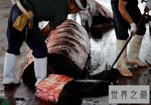 死后的鲸鱼爆炸威力如炸弹 遇见死亡腐烂的鲸鱼赶紧跑