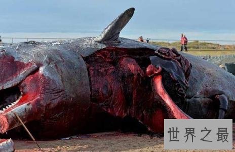 死后的鲸鱼爆炸威力如炸弹 遇见死亡腐烂的鲸鱼赶紧跑