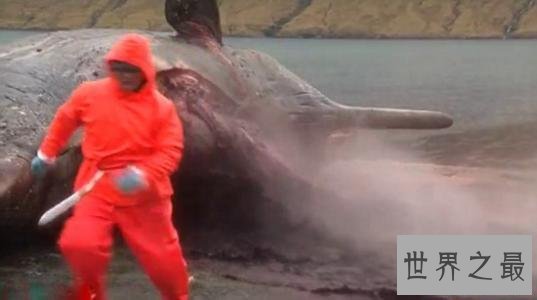 死后的鲸鱼爆炸威力如炸弹 遇见死亡腐烂的鲸鱼赶紧跑