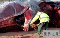 死后的鲸鱼爆炸威力如炸弹 遇见死亡腐烂的鲸鱼赶紧跑