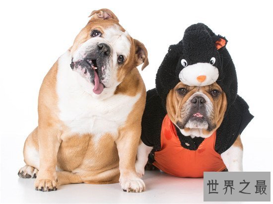 斗牛犬性格让你意想不到 别看我外表可怕但内心温柔