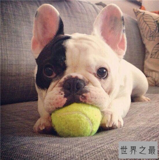 斗牛犬好养吗 怎么样才是正确的饲养方式