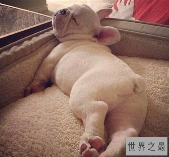 斗牛犬好养吗 怎么样才是正确的饲养方式