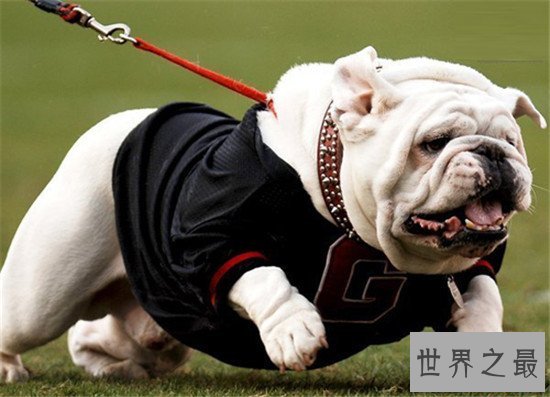 斗牛犬好养吗 怎么样才是正确的饲养方式