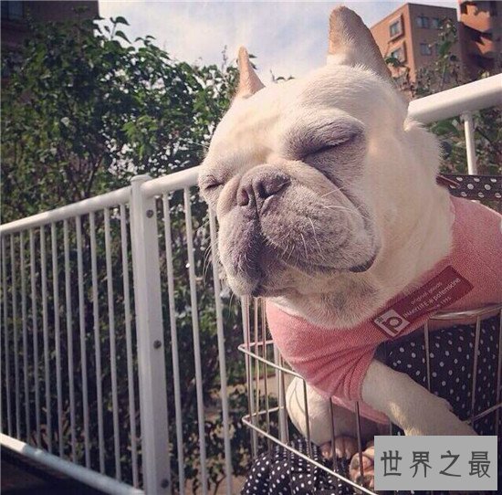 斗牛犬好养吗 怎么样才是正确的饲养方式