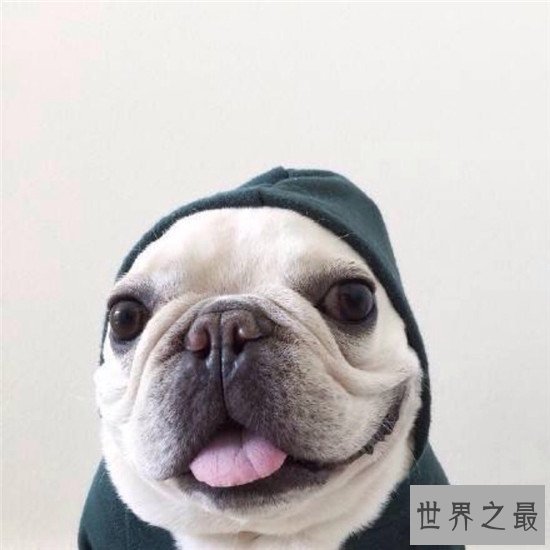 斗牛犬好养吗 怎么样才是正确的饲养方式