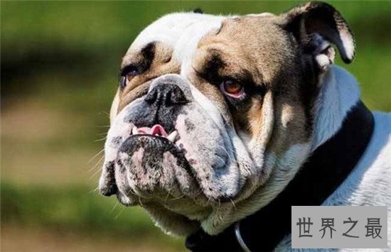 西班牙斗牛犬 斗牛犬的起源地更加受人喜爱