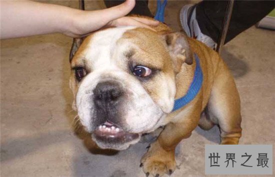 西班牙斗牛犬 斗牛犬的起源地更加受人喜爱