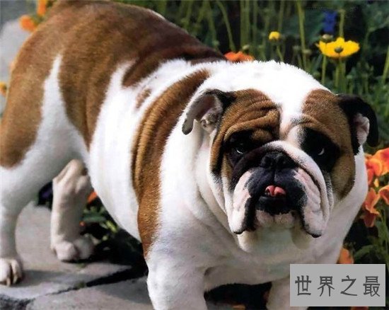 西班牙斗牛犬 斗牛犬的起源地更加受人喜爱