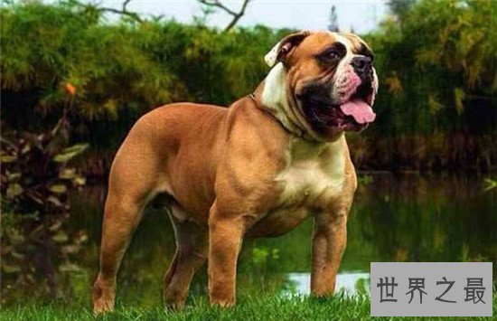 西班牙斗牛犬 斗牛犬的起源地更加受人喜爱