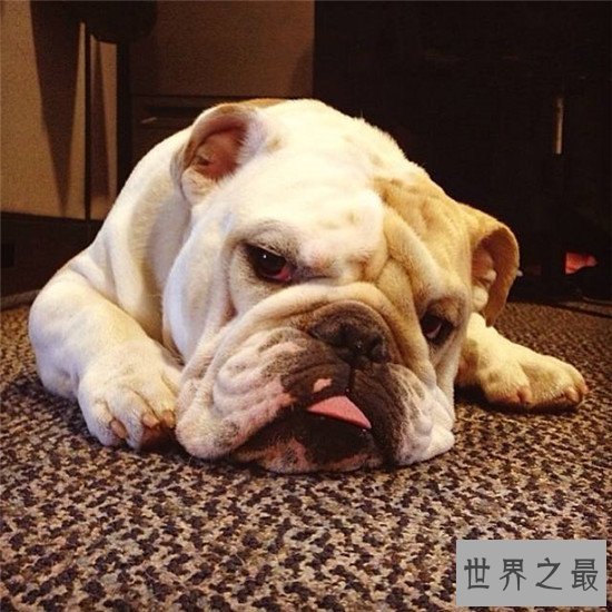 西班牙斗牛犬 斗牛犬的起源地更加受人喜爱