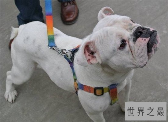 西班牙斗牛犬 斗牛犬的起源地更加受人喜爱