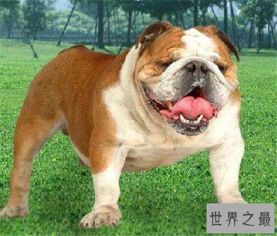 西班牙斗牛犬 斗牛犬的起源地更加受人喜爱