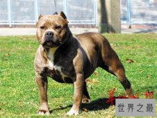 比特犬VS藏獒，谁才是真正的王者，比特犬数分钟咬死藏獒太可怕