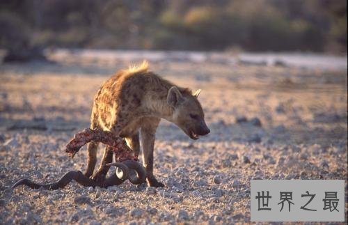 非洲二哥竟然是猥琐斑鬣狗 靠着秘术掏肛之术霸占非洲草原